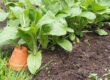 PakChoi