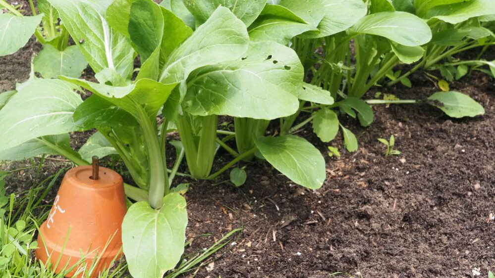 Hl Pakchoi PakChoi