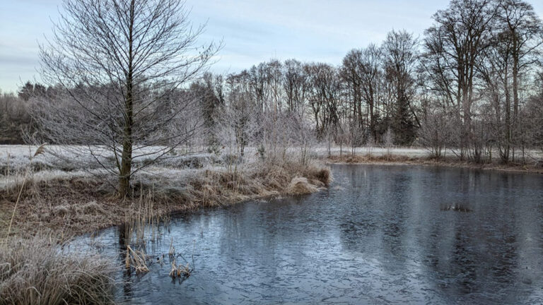 Teich im Winter