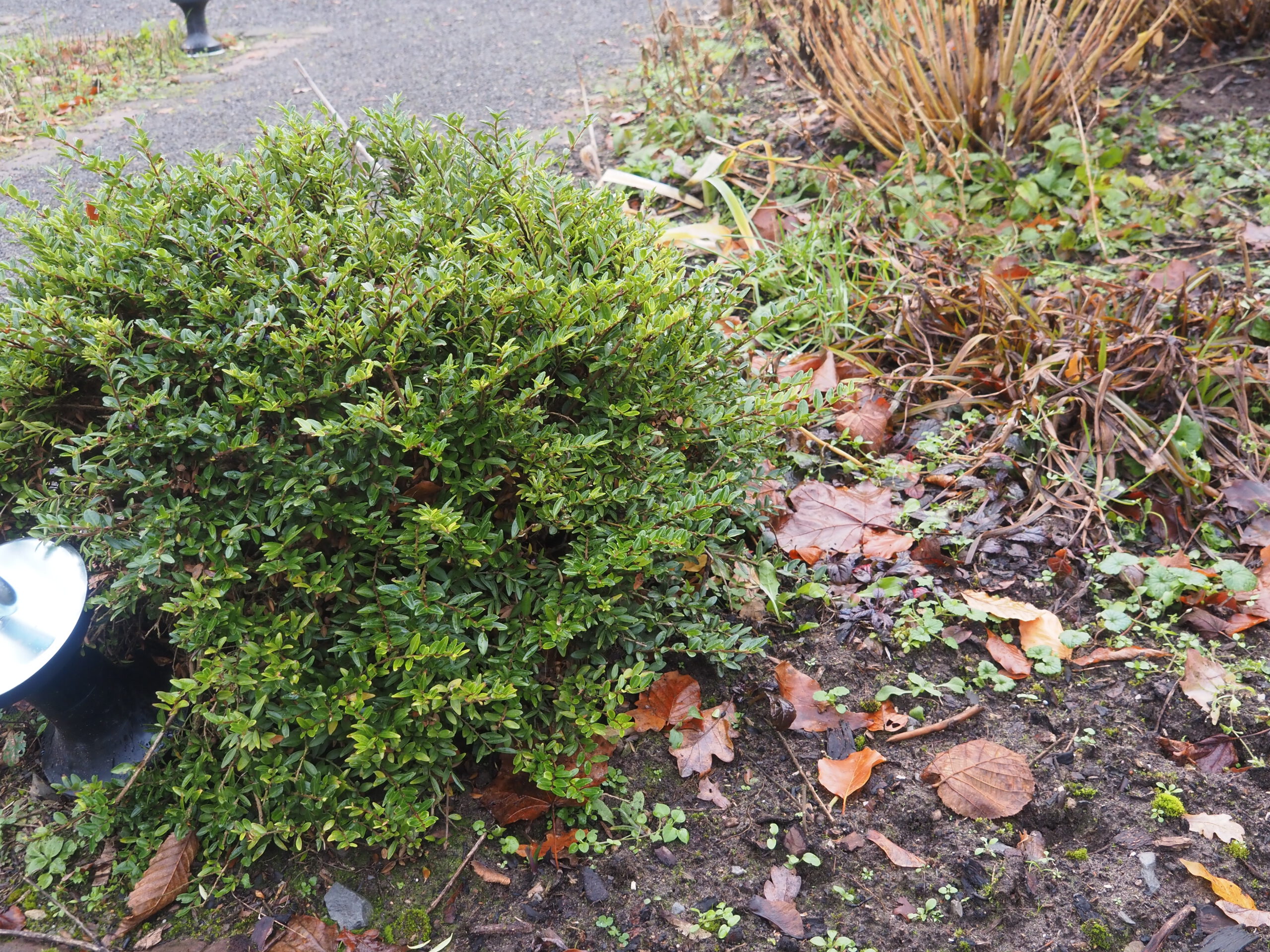 Der Garten im Januar Hof Ramsbrock