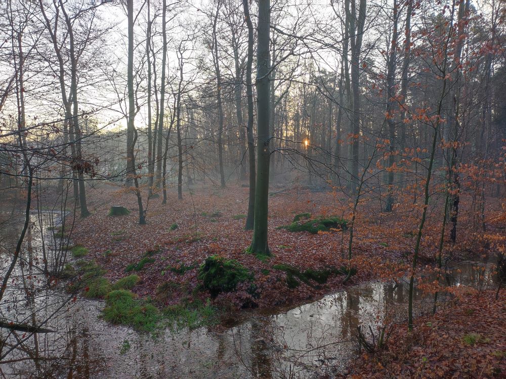 Ramsbrockwald_Winter_klein