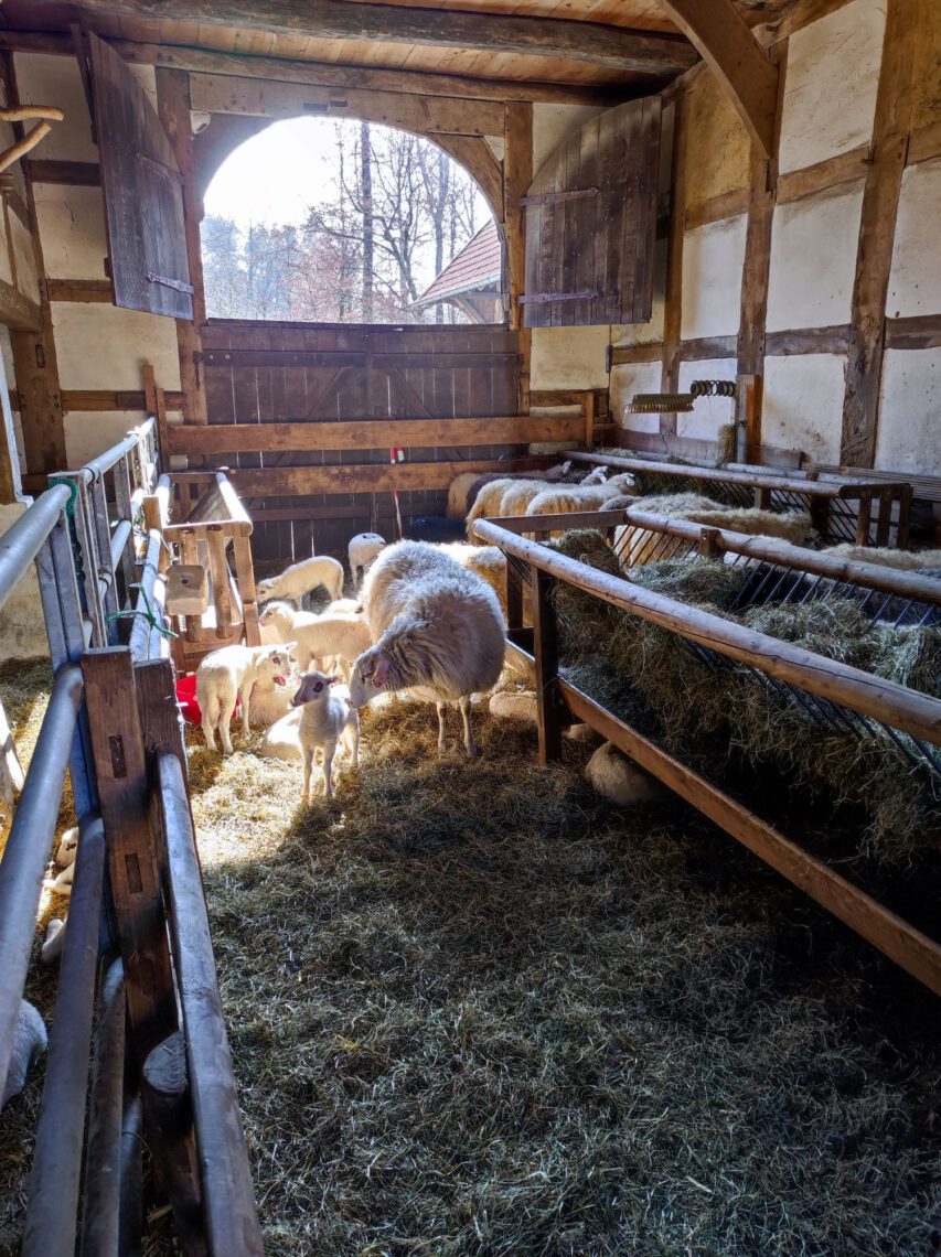 Schafstall innen Tiere