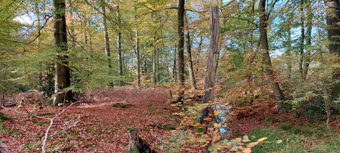 Wald im Herbst