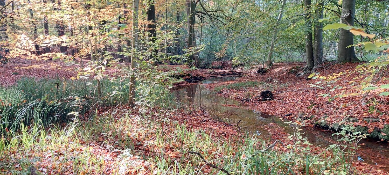 Ramsbrocker Herbstwald 2