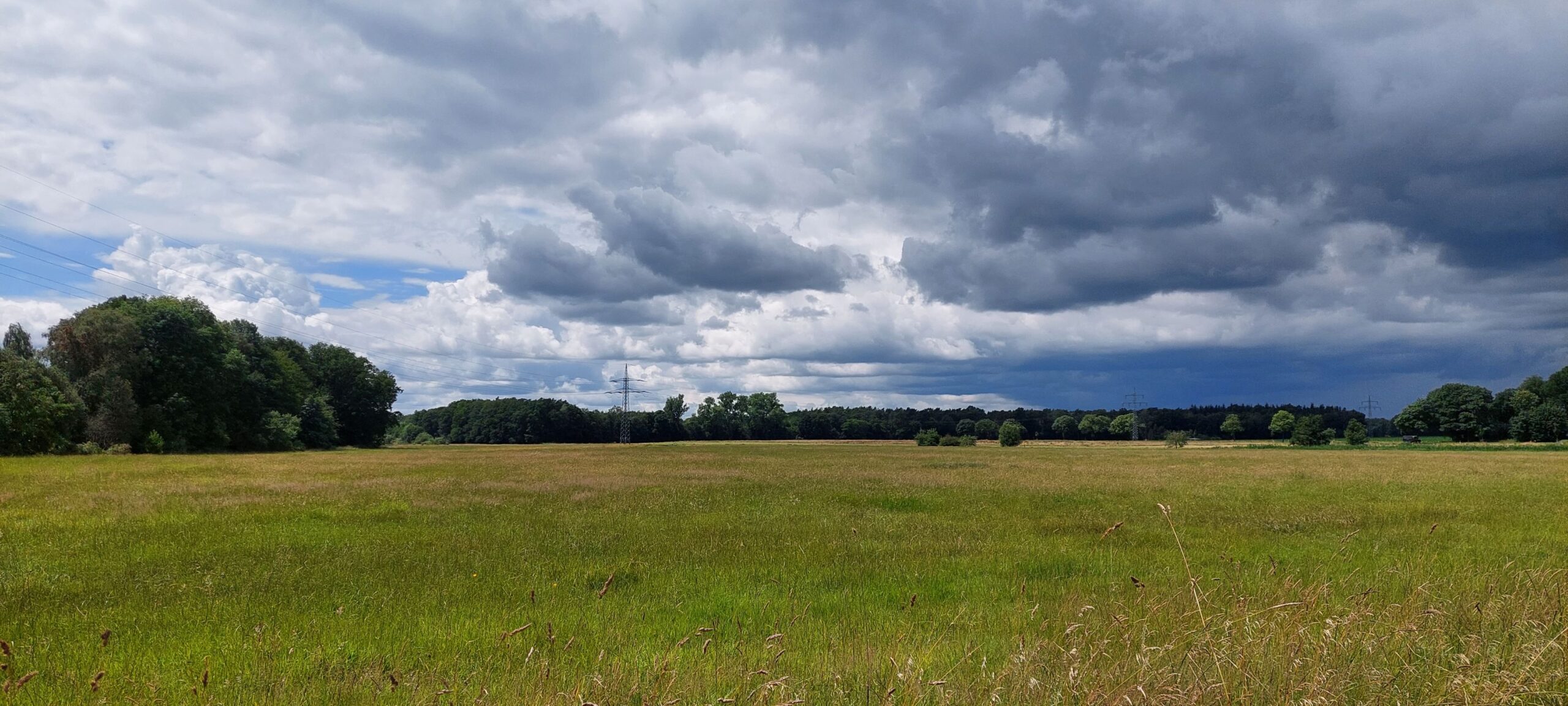 Wiesenpanorama Blick über die Landschaft der Reiherbachniederung: weite Wiese, am Horizont Wälder und ein wolkiger Himmel.