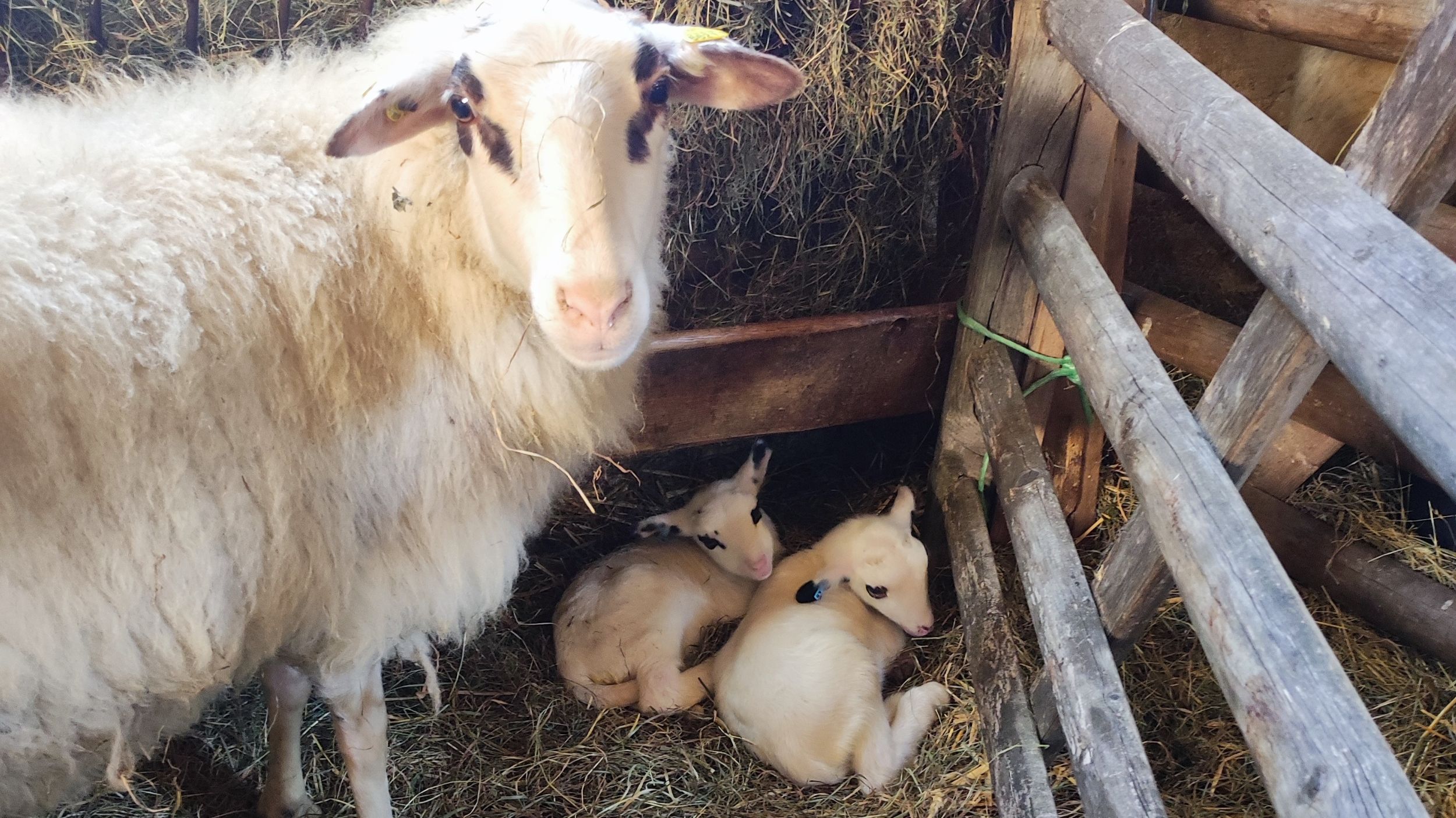Zwei ganz kleine Lämmer liegen eng beieinander unter einer Futterraufe, das Mutterschaf steht daneben.