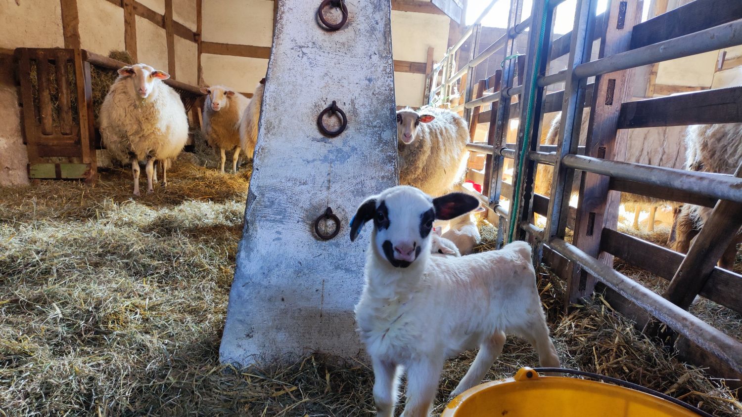 Blick in den Stall, im Vordergrund steht ein kleines weißes Lamm mit schwarzen Ohren und schwarzen Augen, im Hintergrund sieht man die Muttertiere