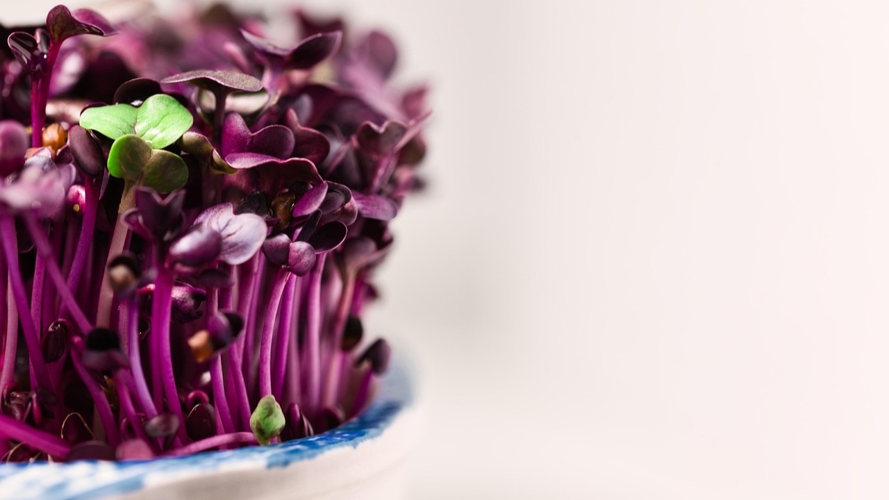 Links am Bildrand steht eine helle Schale mit dunkelroten Kleimlingen. Mittendrin ist ein grüner Keimling. Der Hindergrund ist hell