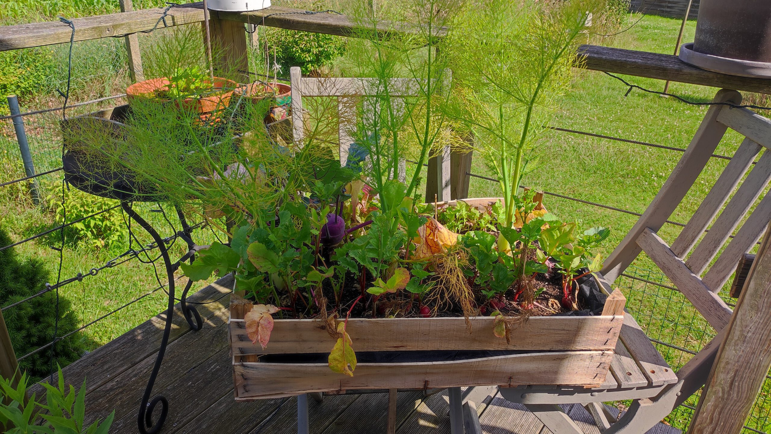 Ein Kistengarten, in dem verschiedenes Gemüse wächst, steht auf einem Balkon auf einem Holzstuhl