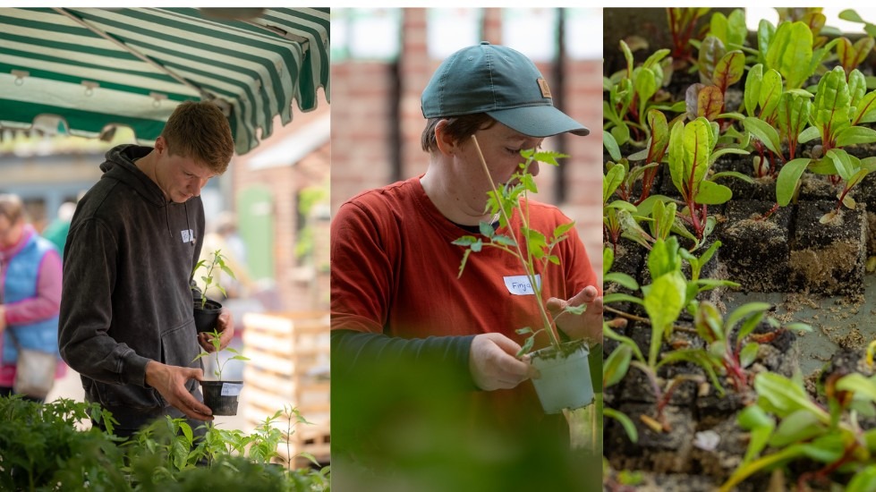 Dreigeteiltes Bild, link ein Mann, der an einem Marktstand Pflanzen Aussucht, Mitte: eine Person die eine Tomatenpflanze in der Hand hält, rechts: viele Setzlinge in einem Kasten