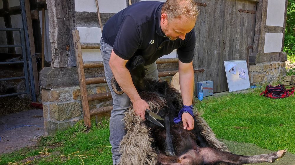 Schäfer Thomas steht vor dem Schafstall auf Hof Ramsbrock. Eine Schnuche liegt an seine Beine gelehnt auf dem Boden und bekommt mit der Handschere das Fell am Bauch geschoren