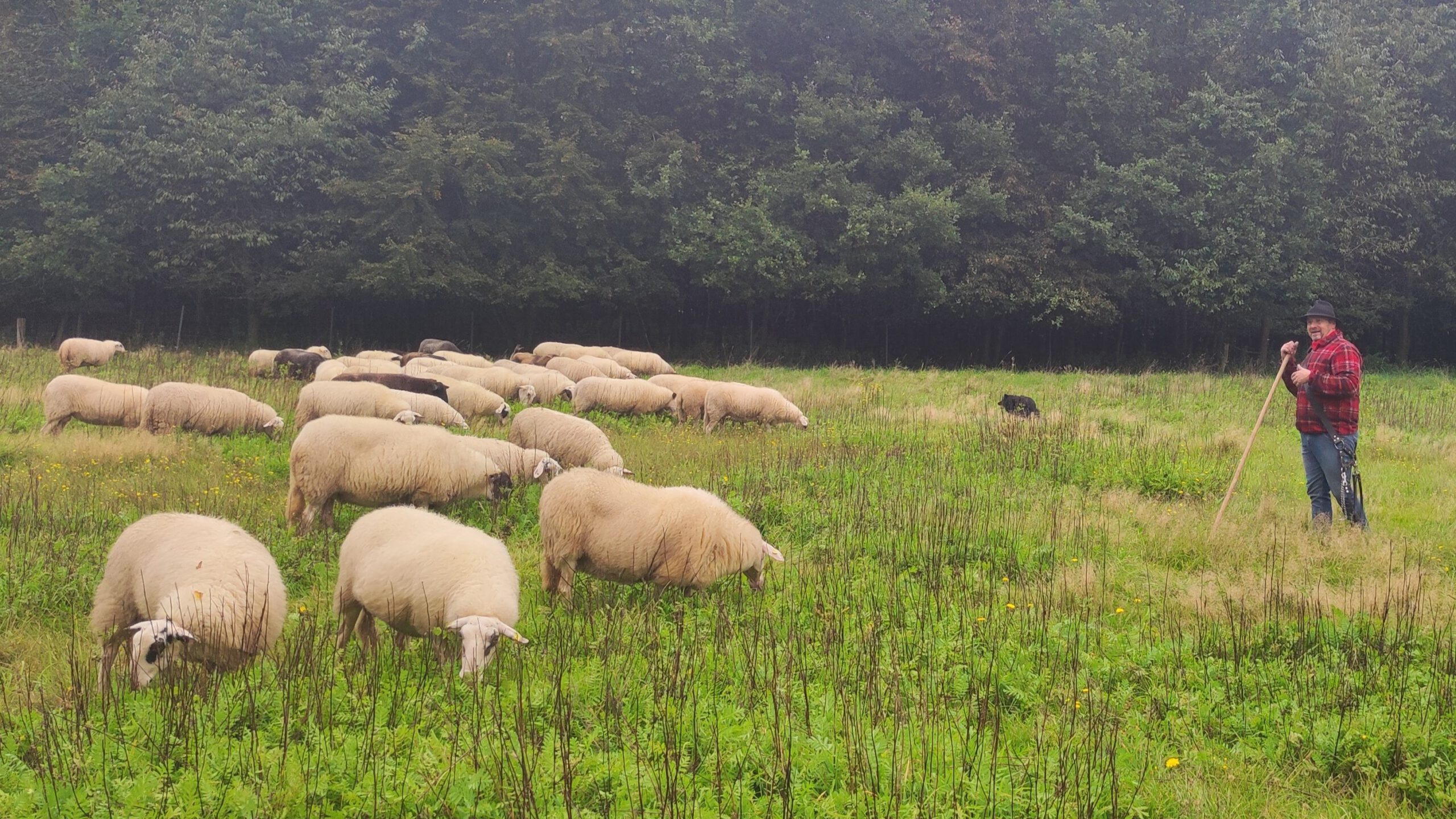 Schäfer Thomas Rüping steht mit einer Schafherde auf der Wiese. Er lehnt gegen seinen Hirtenstab, im HIntergrund ist der Hütehund zu erkennen