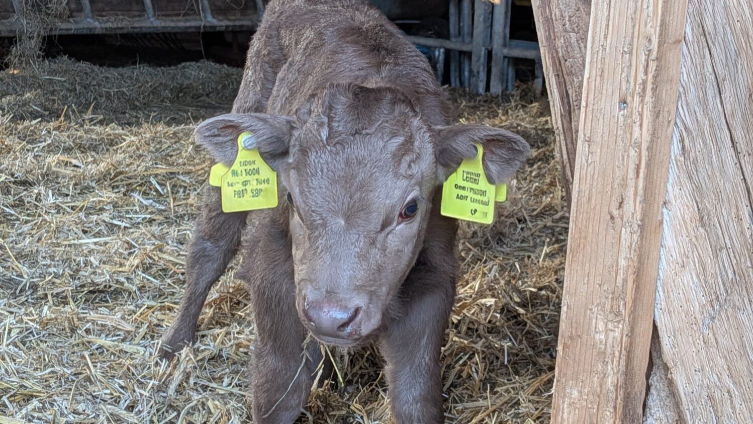 Kälbchen Bertha steht im Stall und schaut gerade in die Kamera