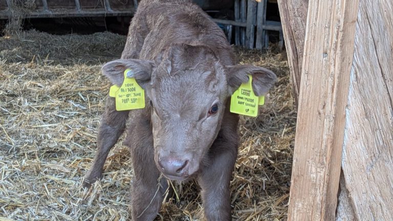 Kälbchen Bertha steht im Stall und schaut gerade in die Kamera